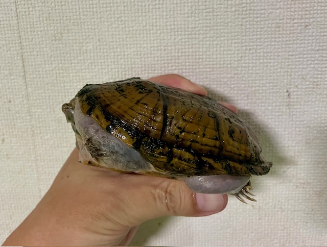 スジクビヒメニオイガメ（甲長１１ｃｍ）メス