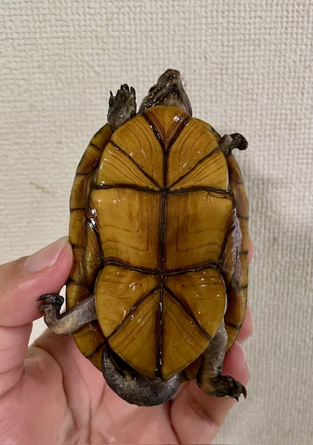 ハナナガドロガメ　トリオ（オス１、メス２）