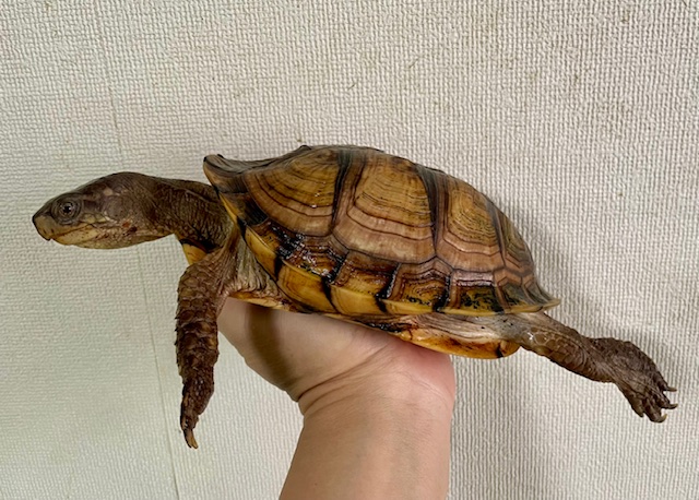 ガルフコーストハコガメ（甲長１７ｃｍ）メス　尾切れ