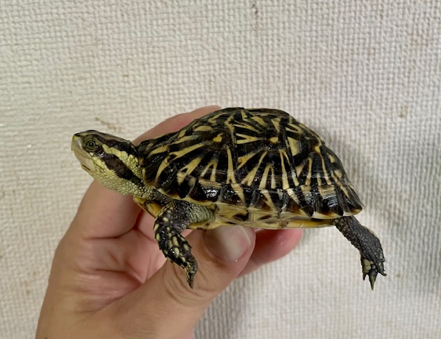 フロリダハコガメ（甲長７．５ｃｍ）tsdメス
