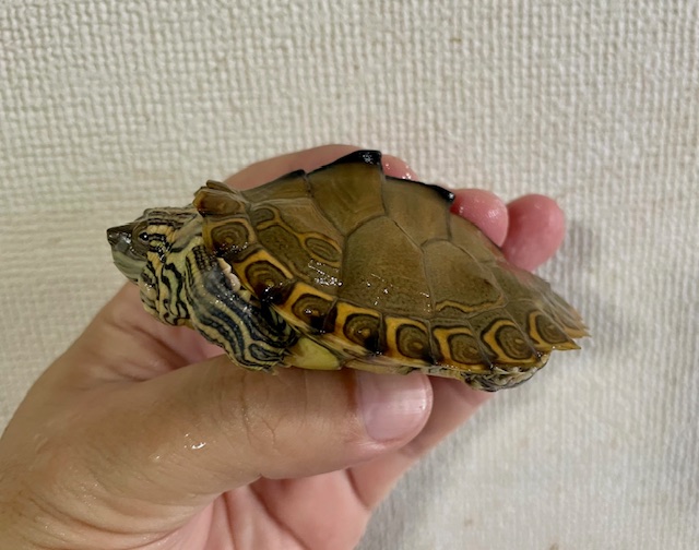 ギボンズチズガメ（甲長８ｃｍ）
