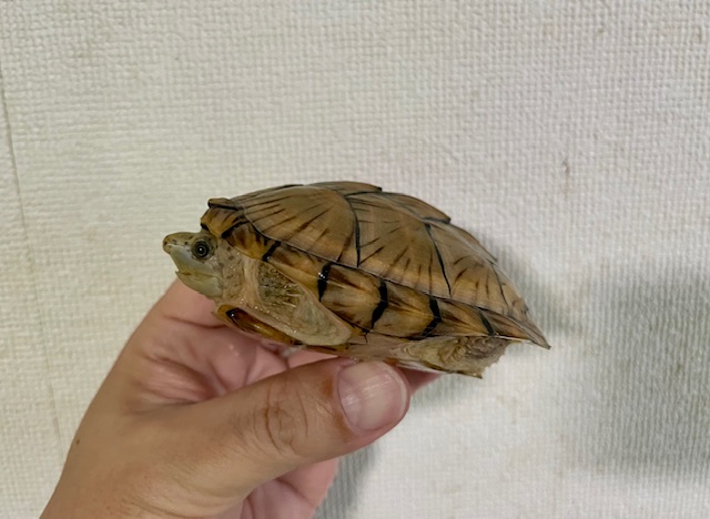 カブトニオイガメ（甲長９ｃｍ）メス