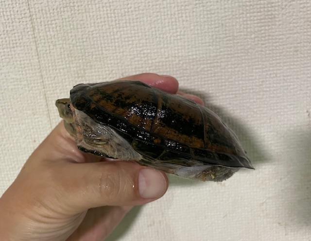 スジクビヒメニオイガメ（甲長１０．５ｃｍ）メス