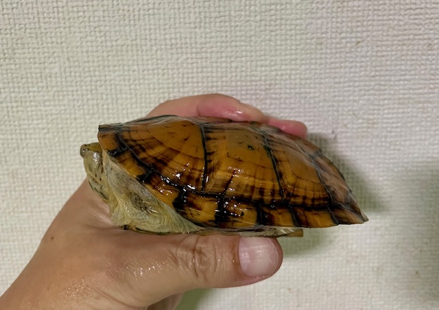 スジクビヒメニオイガメ（甲長１０．５ｃｍ）オス