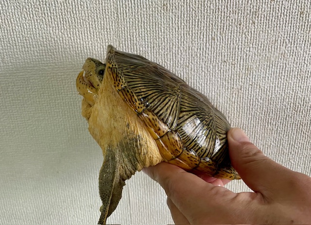 ハラガケガメ（甲長１５ｃｍ）オス