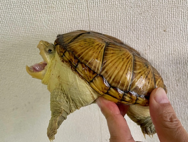 ハラガケガメ（甲長１４．５ｃｍ）メス