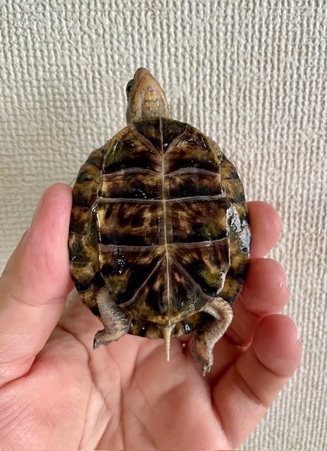 ガルフコーストハコガメ（甲長６ｃｍ）