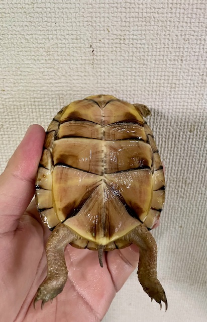 ガルフコーストハコガメ（甲長９ｃｍ）