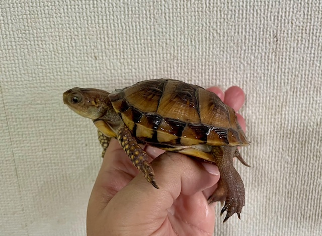 ミツユビハコガメ（甲長８ｃｍ）tsdメス