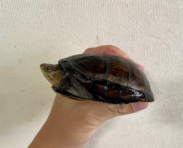 ホオアカドロガメ（甲長１０ｃｍ）メス②