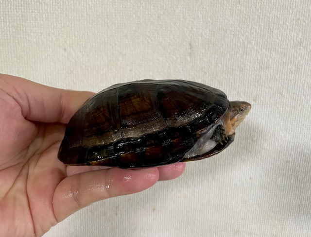 ホオアカドロガメ（甲長１０ｃｍ）メス②