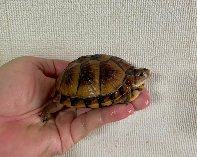 ミツユビハコガメ（甲長８ｃｍ）tsdメス