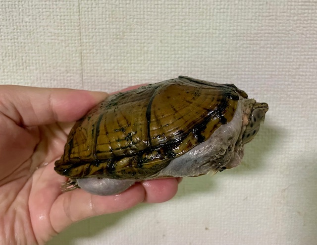 スジクビヒメニオイガメ（甲長１１ｃｍ）メス