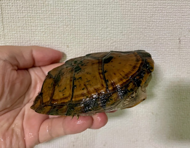 スジクビヒメニオイガメ（甲長１１ｃｍ）オス