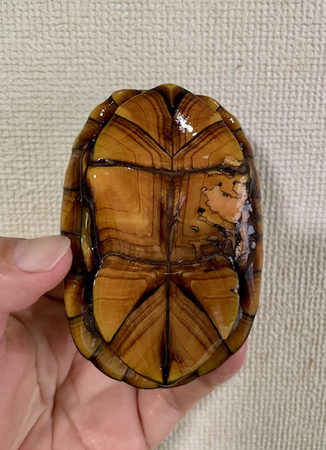 ハナナガドロガメ　トリオ（オス１、メス２）