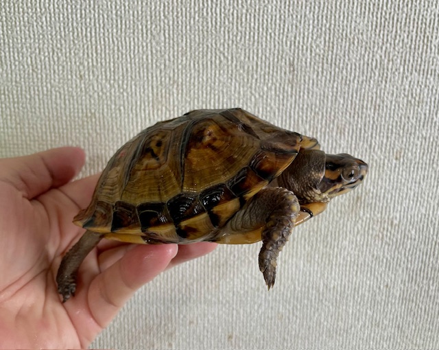 ガルフコーストハコガメ（甲長１１．５ｃｍ）