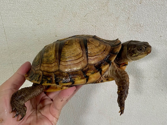 ガルフコーストハコガメ（甲長１７ｃｍ）メス　尾切れ