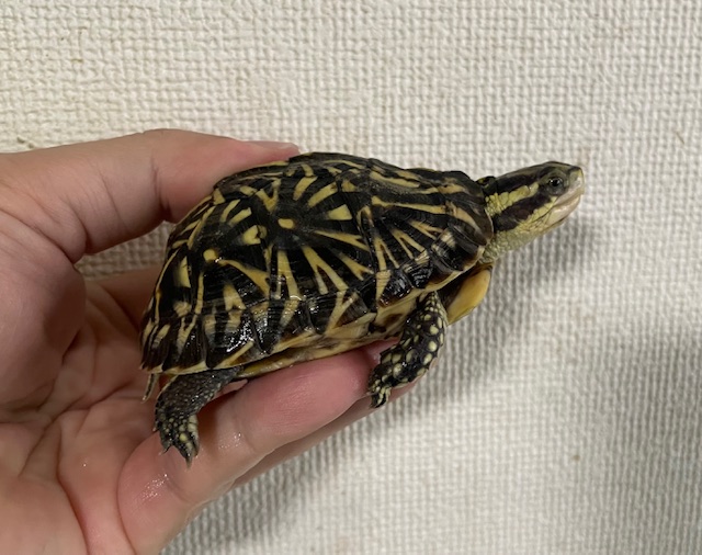 フロリダハコガメ（甲長７．５ｃｍ）tsdメス