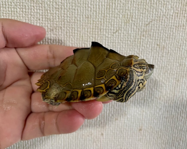 ギボンズチズガメ（甲長８ｃｍ）