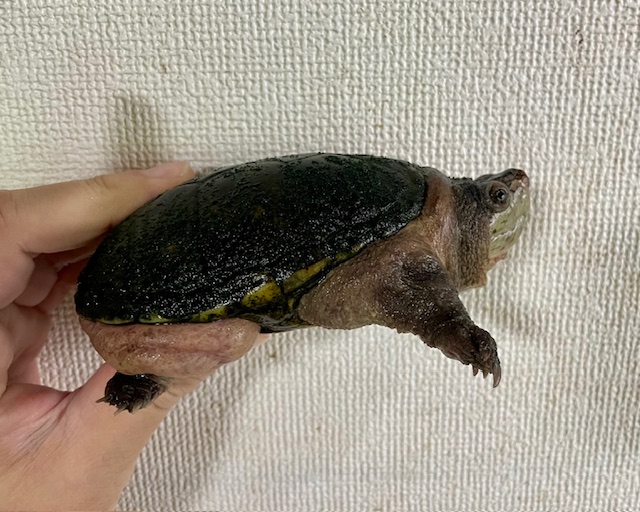 フロリダドロガメ（甲長１０ｃｍ）オス
