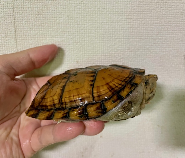 スジクビヒメニオイガメ（甲長１０．５ｃｍ）オス