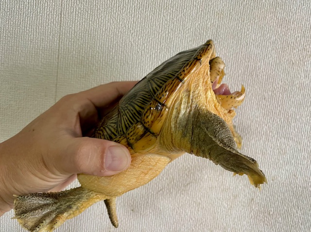 ハラガケガメ（甲長１５ｃｍ）オス