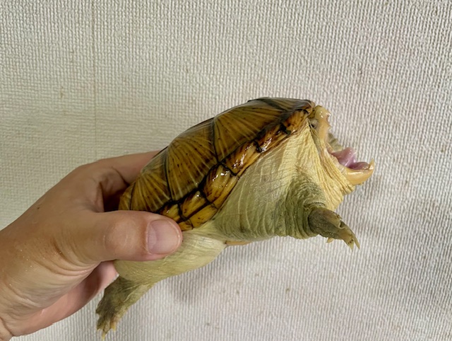 ハラガケガメ（甲長１４．５ｃｍ）メス