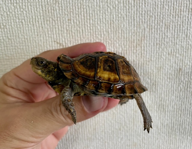 ガルフコーストハコガメ（甲長６ｃｍ）