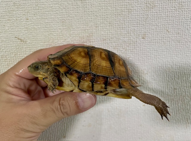ガルフコーストハコガメ（甲長９ｃｍ）