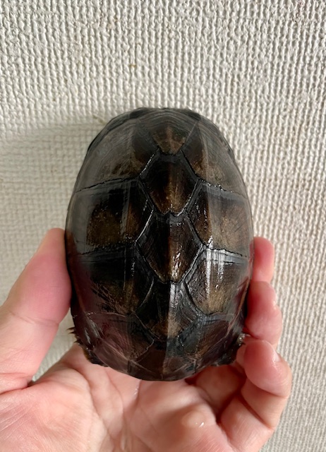 ホオアカドロガメ(甲長10cm)メス①