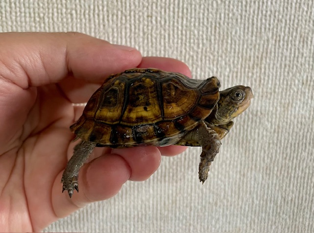 ガルフコーストハコガメ（甲長６ｃｍ）