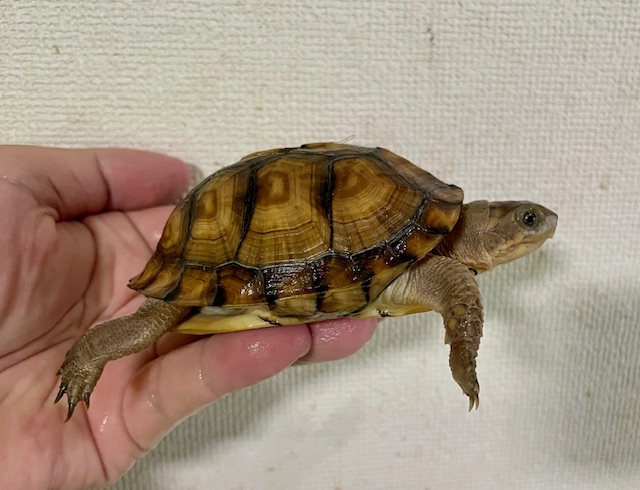 ガルフコーストハコガメ（甲長９ｃｍ）