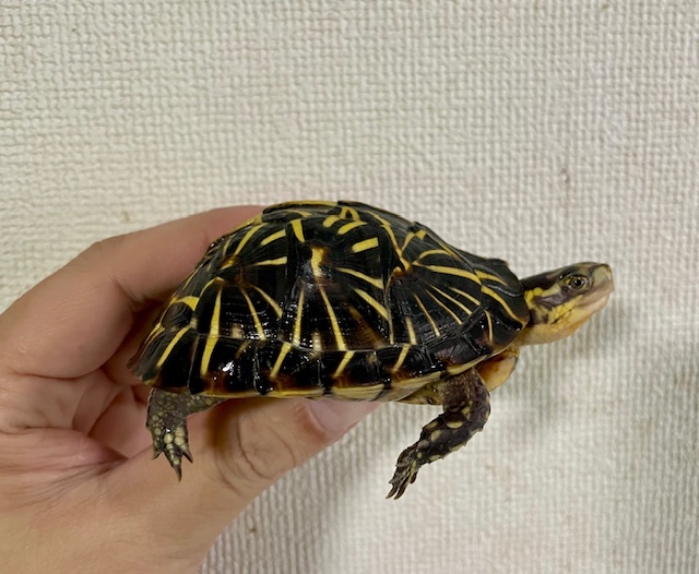 フロリダハコガメ（甲長８ｃｍ）tsdオス