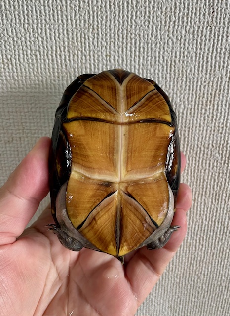 ホオアカドロガメ（甲長１０ｃｍ）メス①