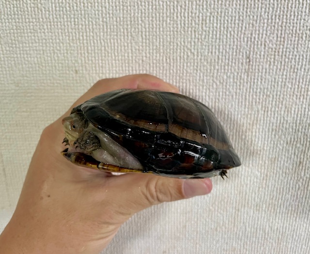 ホオアカドロガメ（甲長１０ｃｍ）メス①