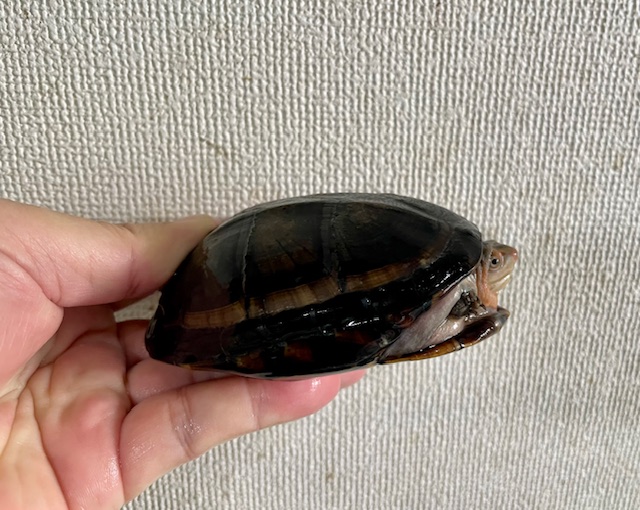 ホオアカドロガメ（甲長１０ｃｍ）メス①