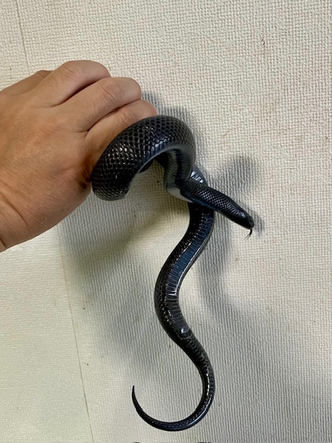 メキシカンブラックキングスネーク メス