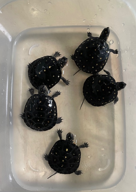 キボシイシガメ 多甲ベビー