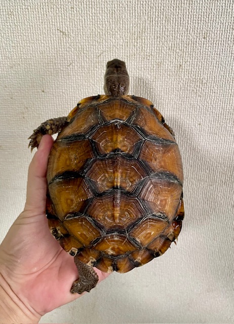 ガルフコーストハコガメ（甲長１３ｃｍ）