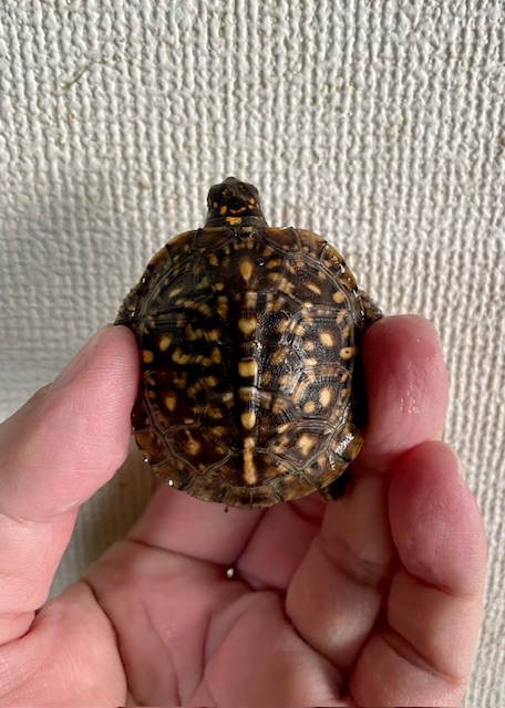 ミツユビハコガメ（甲長５ｃｍ）②