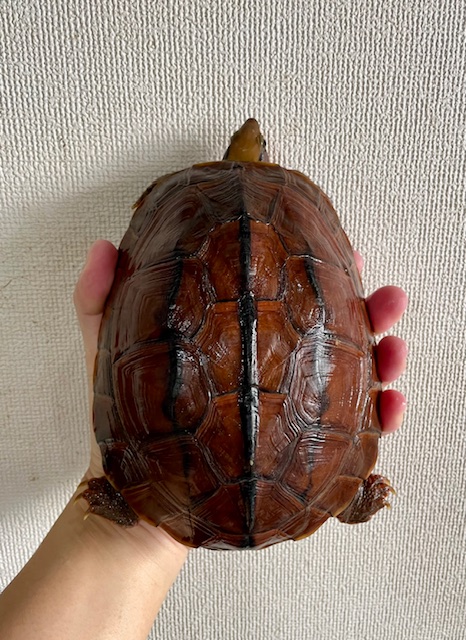 ベトナムミスジハコガメ(甲長17cm)メス