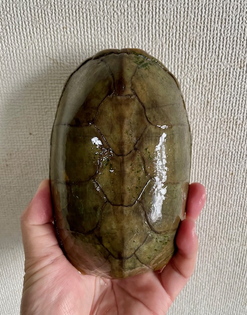 ハーレラドロガメ W.C. ペア