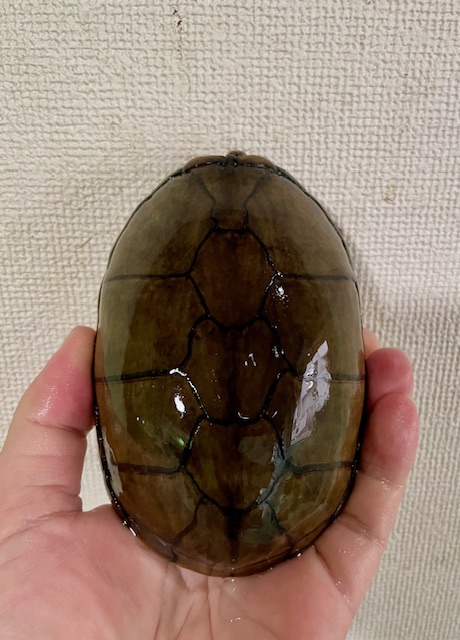 ハーレラドロガメ　W.C.　ペア