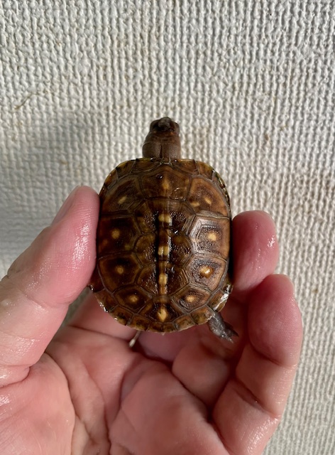 ミツユビハコガメ　ベビー　尾先切れ