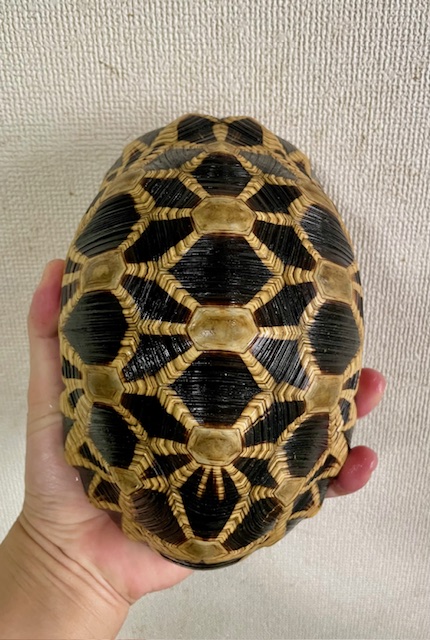 ビルマホシガメ（甲長１９ｃｍ）オス　国内C.B.個体