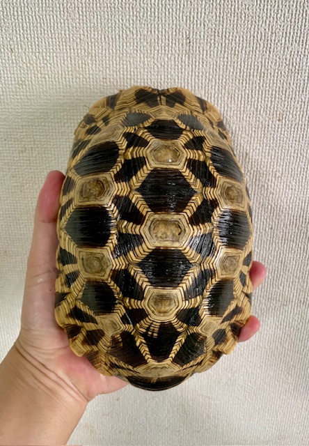 ビルマホシガメ（甲長１９ｃｍ）オス