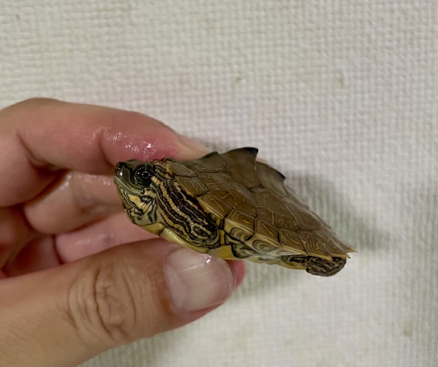 アラバマチズガメ　ベビー
