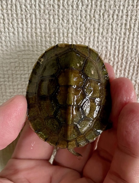 シェンシーハコガメ(甲長5cm)