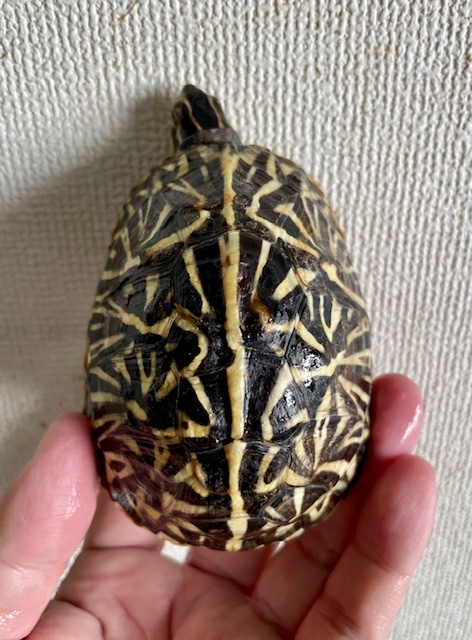 フロリダハコガメ（甲長９ｃｍ）多甲