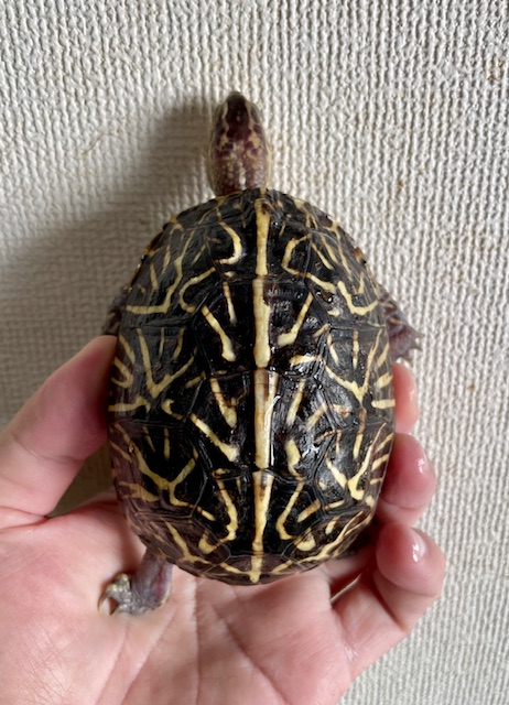 フロリダハコガメ（甲長９．５ｃｍ）
